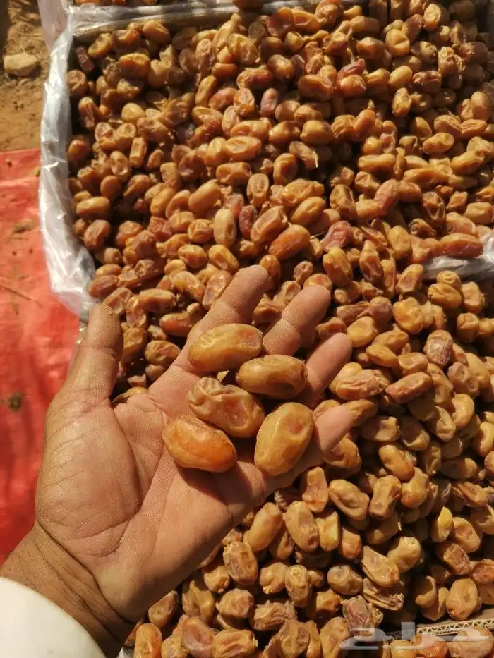 خلاص طيب ونظيف ولون اصفر 9