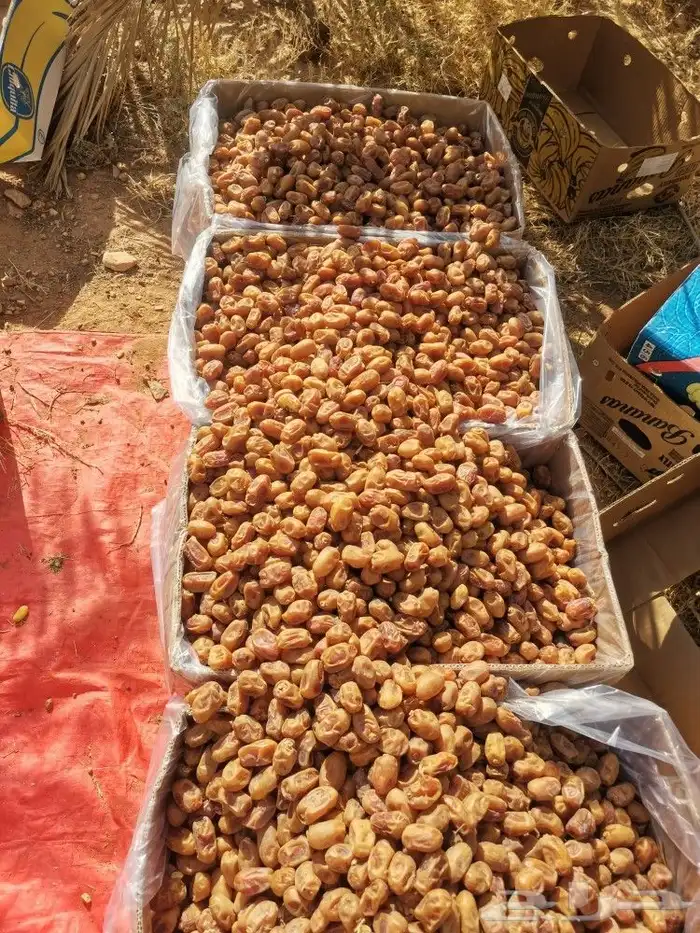 خلاص طيب ونظيف ولون اصفر 5