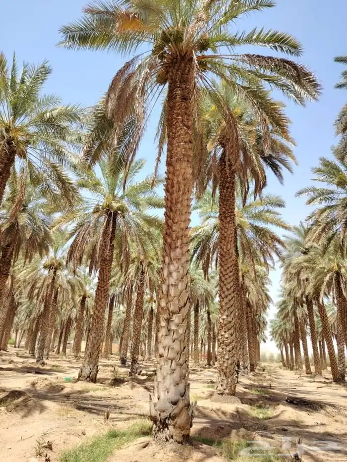 حديقه واعمال النخل العربي والوشنطني والمزارع 3