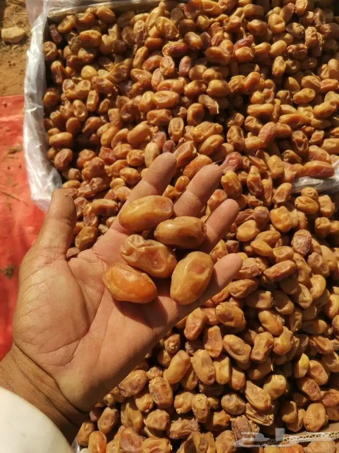 خلاص طيب ونظيف ولون اصفر 8