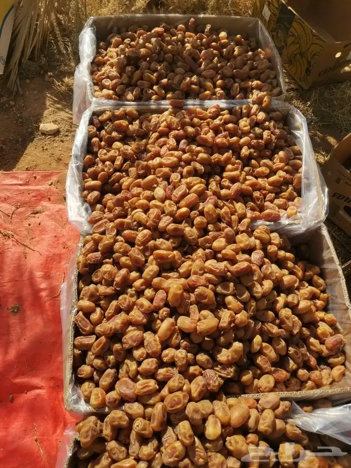خلاص طيب ونظيف ولون اصفر 6