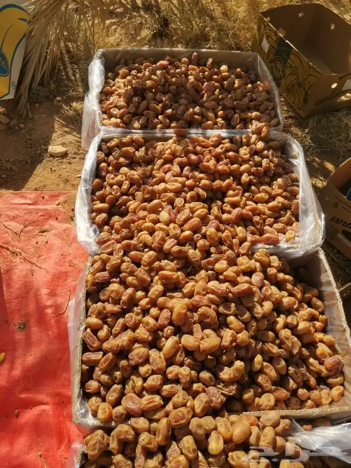 خلاص طيب ونظيف ولون اصفر 7