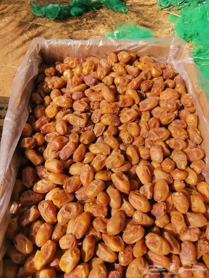خلاص طيب ونظيف ولون اصفر 1
