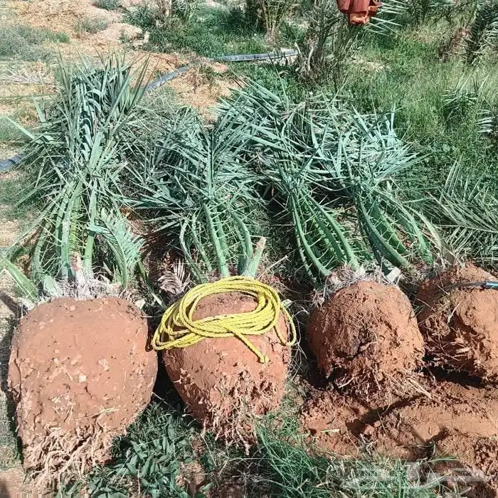 يوجد لدينا جميع انواع النخيل 0