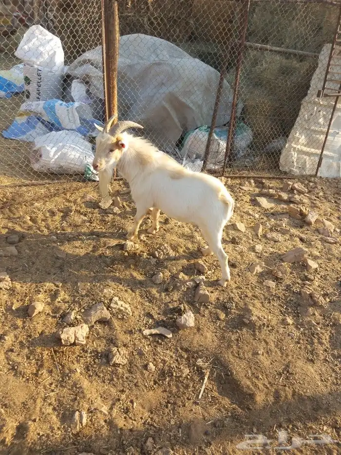 للبيع تيس قزم السن رباع 5