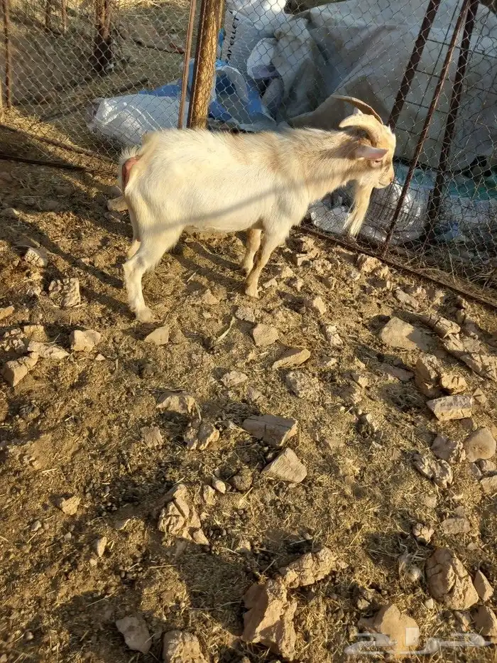 للبيع تيس قزم السن رباع 2