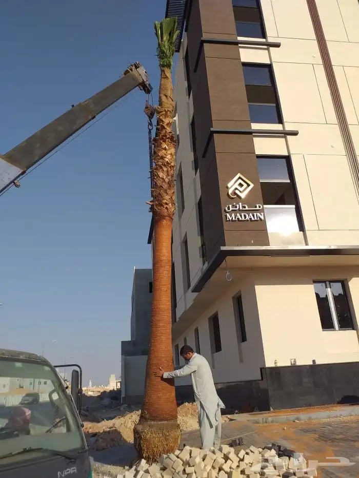 نخل وشنطني زينه امريكي للبيع 3