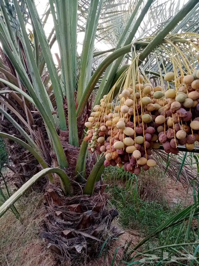 نخل للبيع زراعه النخيل اخلاص سكري برحي صقعي مجدول شيشي 6