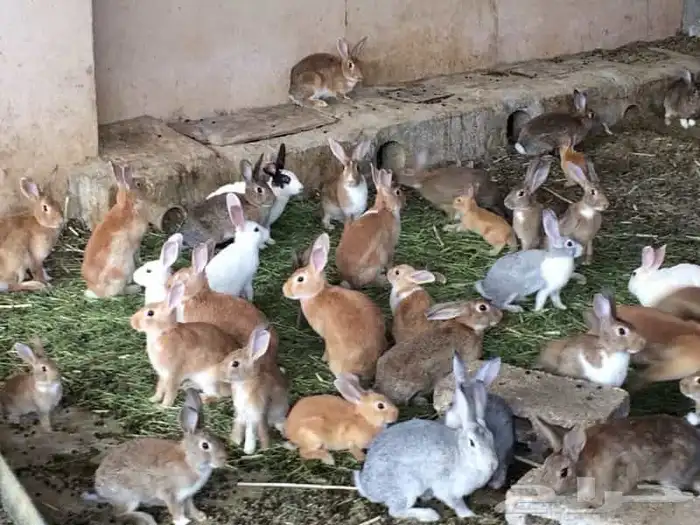 ارنب قزمي ارنب بلدي 1
