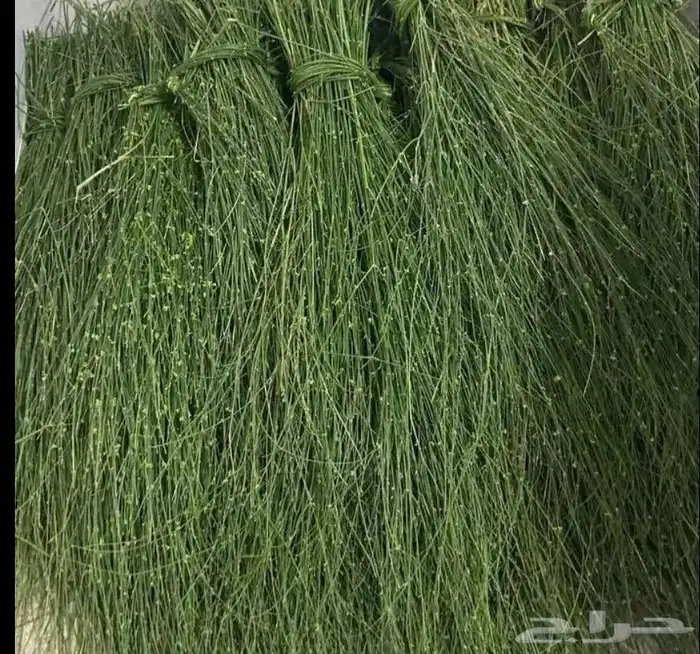 مرخ 0