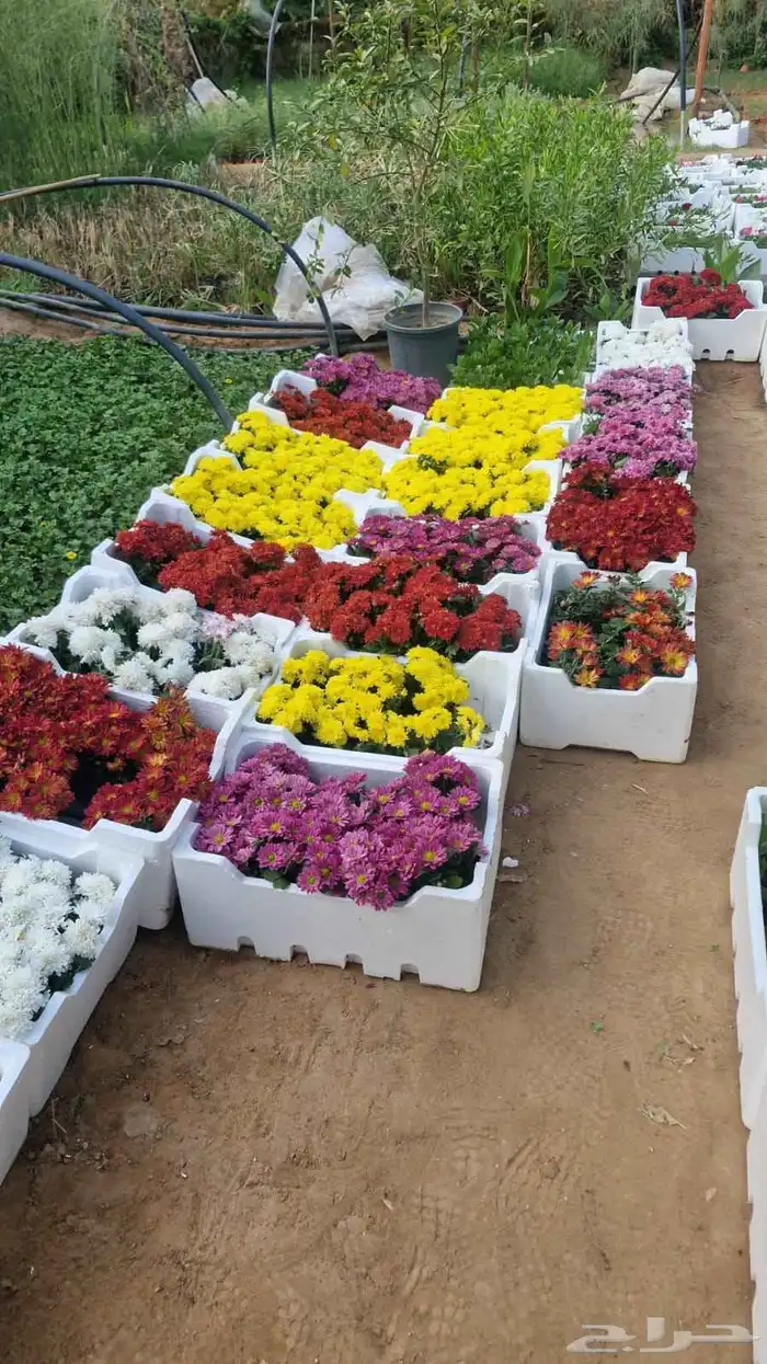 م ابو احمد تنسيق حدائق وتركيب جميع انواع الثيل الصناعى والطب 2