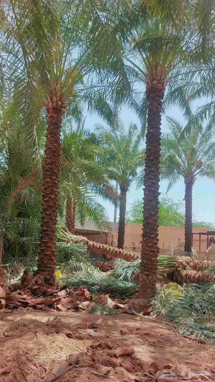 نخل للبيع عربي 1