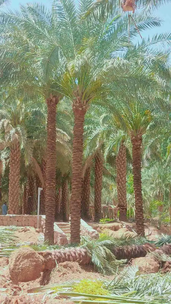 نخل للبيع عربي 0