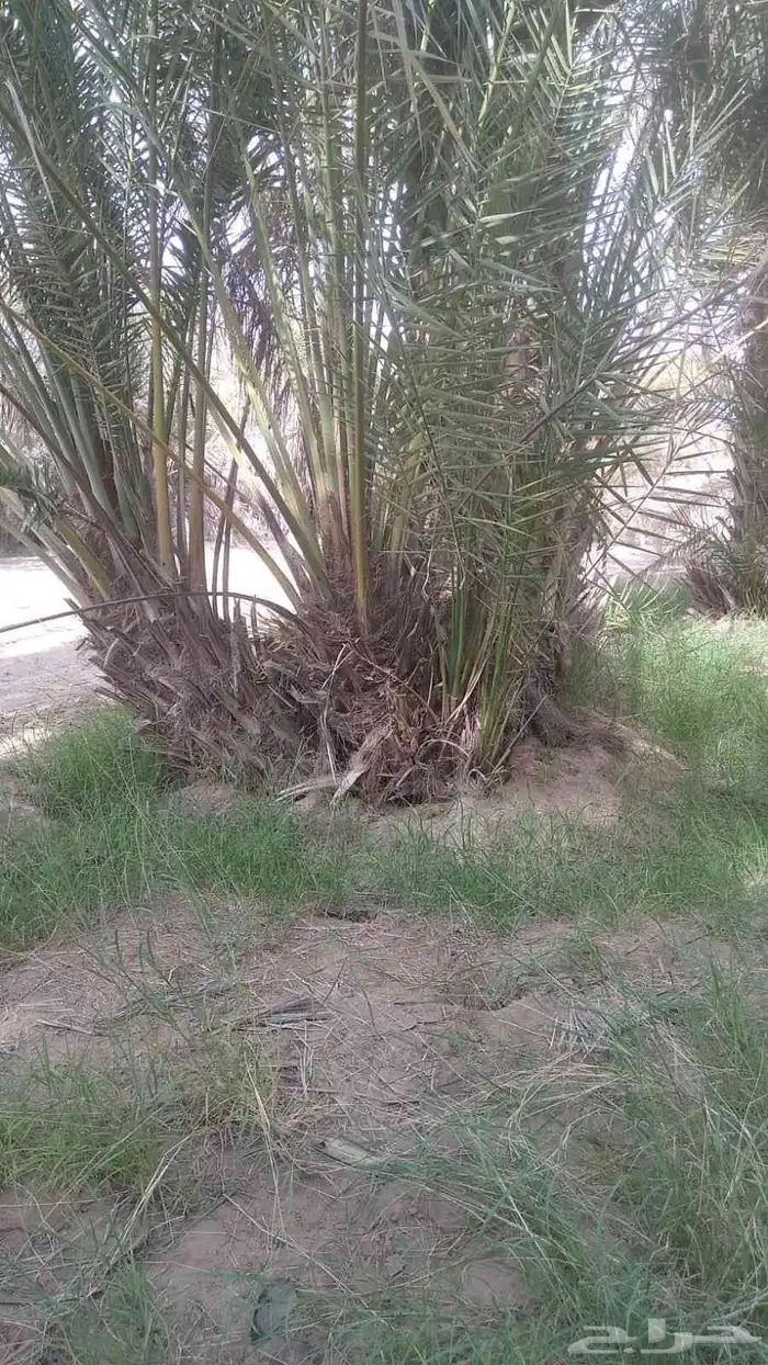 يوجد لدينا جميع انواع النخيل 5