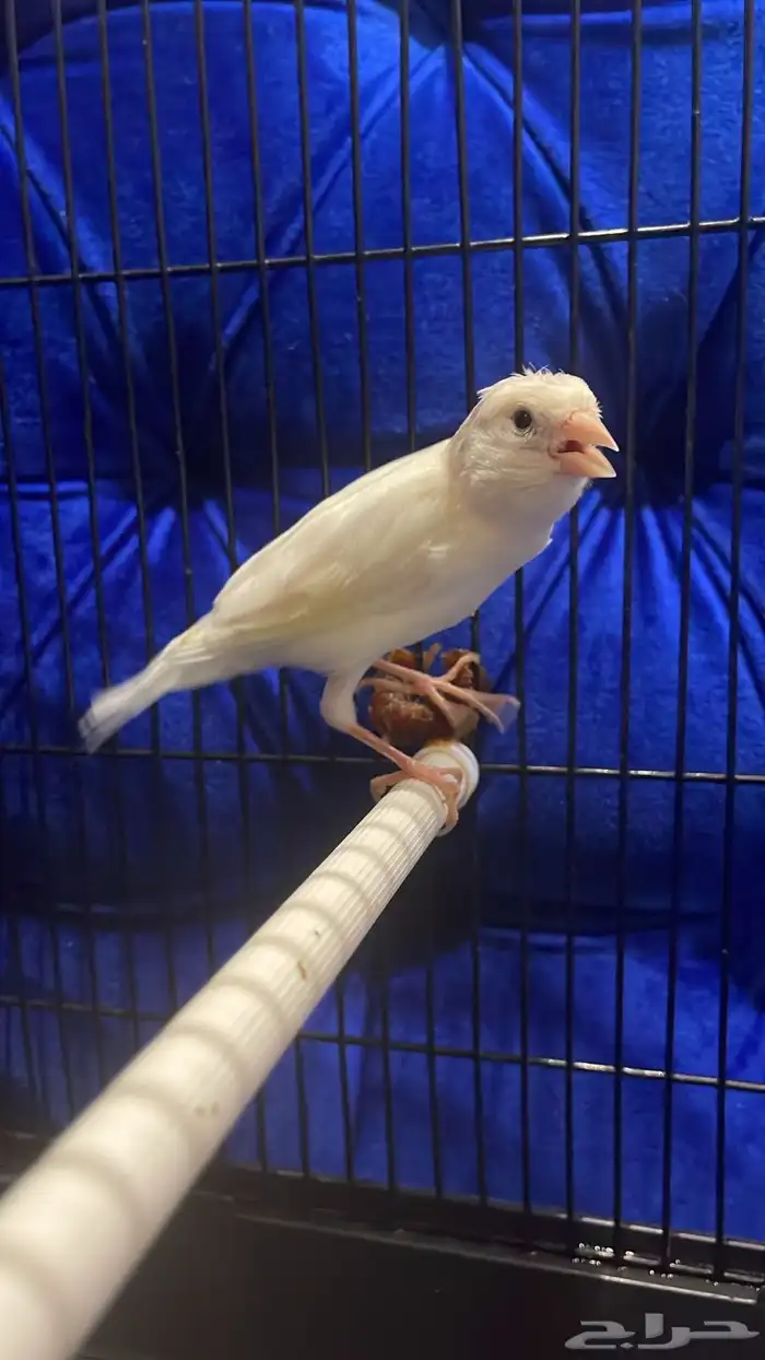 البيع ذكر بلبول حساوي غير اليف شرط تغريد و كناري سوري ذكر 4