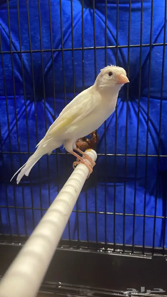 البيع ذكر بلبول حساوي غير اليف شرط تغريد و كناري سوري ذكر 3