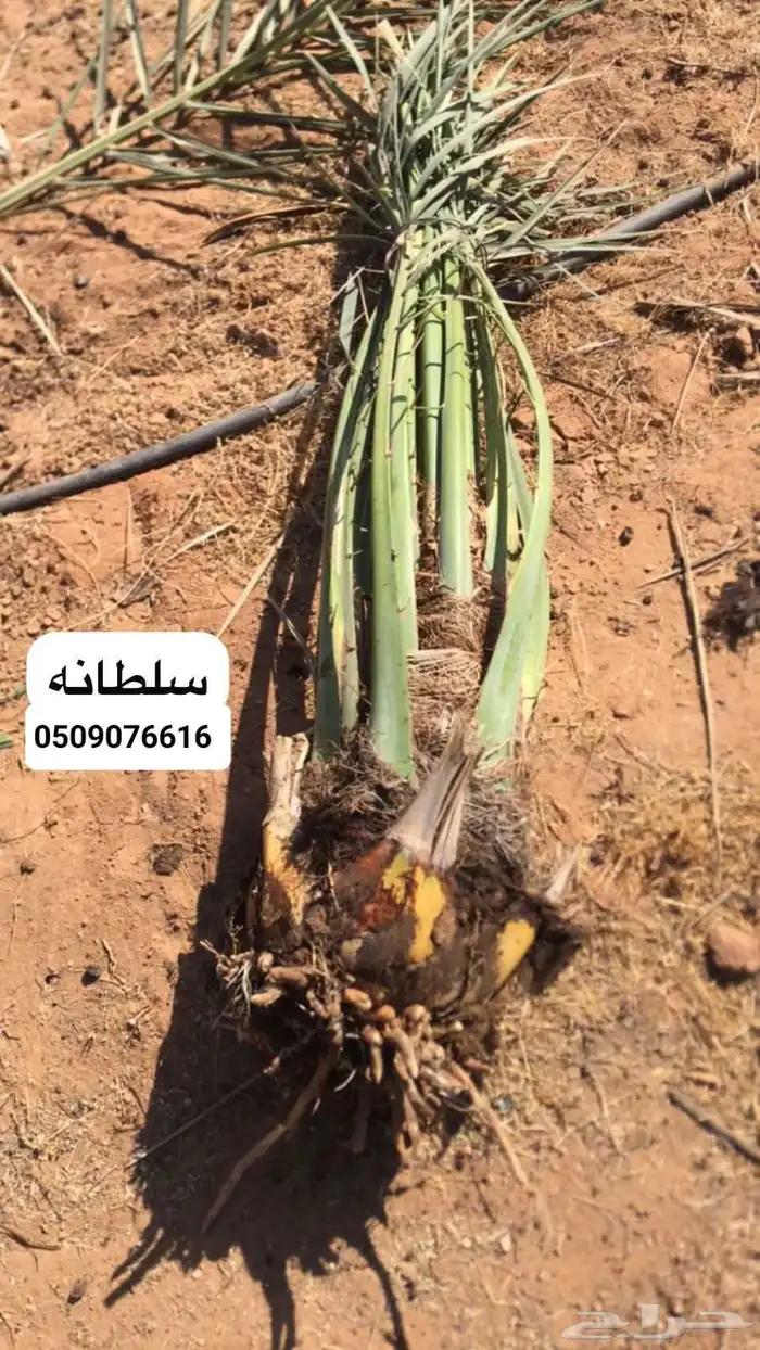 نخيل الشرقيه الخفجي 5