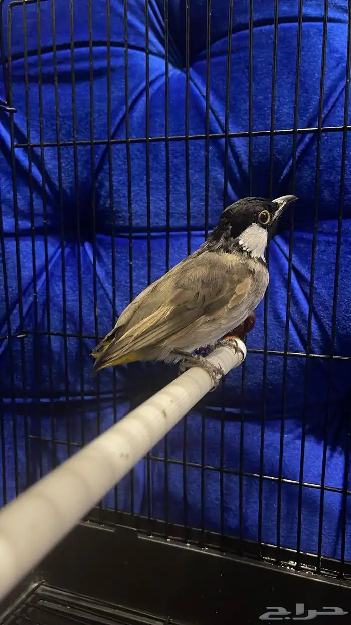 البيع ذكر بلبول حساوي غير اليف شرط تغريد و كناري سوري ذكر 2