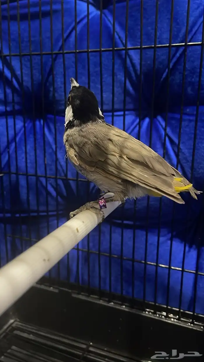 البيع ذكر بلبول حساوي غير اليف شرط تغريد و كناري سوري ذكر 0