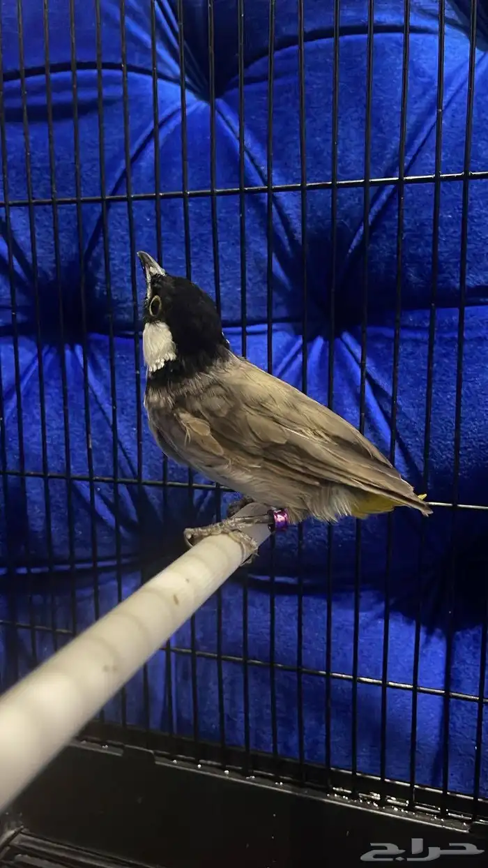 البيع ذكر بلبول حساوي غير اليف شرط تغريد و كناري سوري ذكر 1