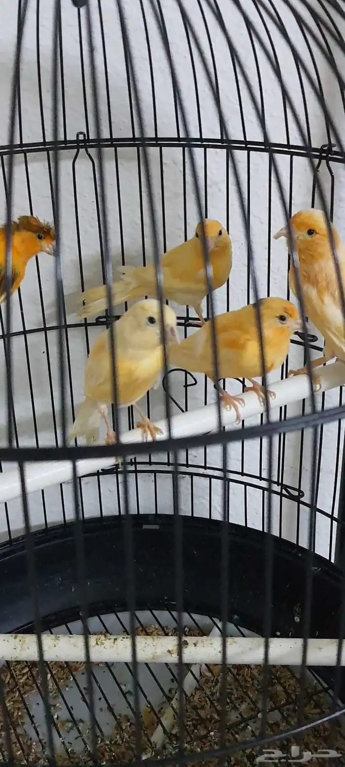 عصافير كناري 0