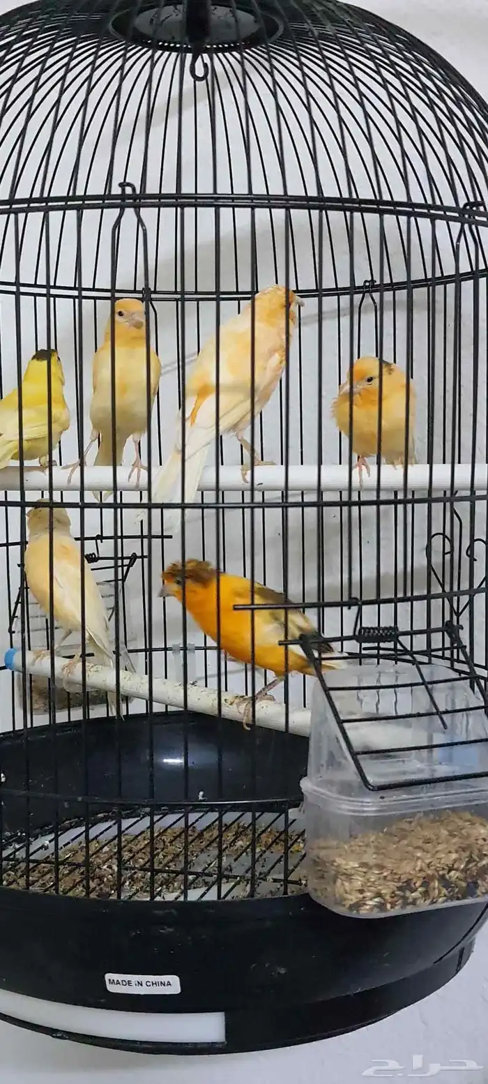 عصافير كناري 2