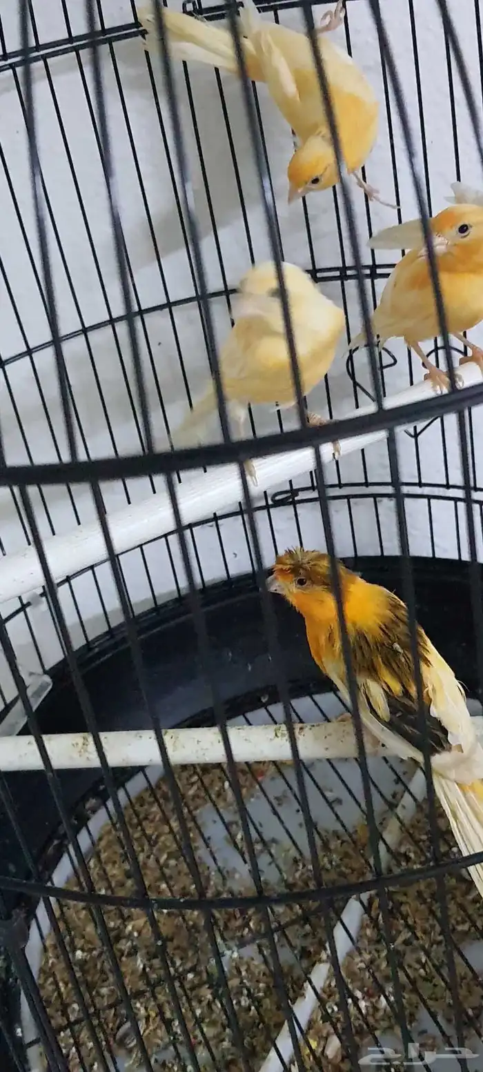 عصافير كناري 1