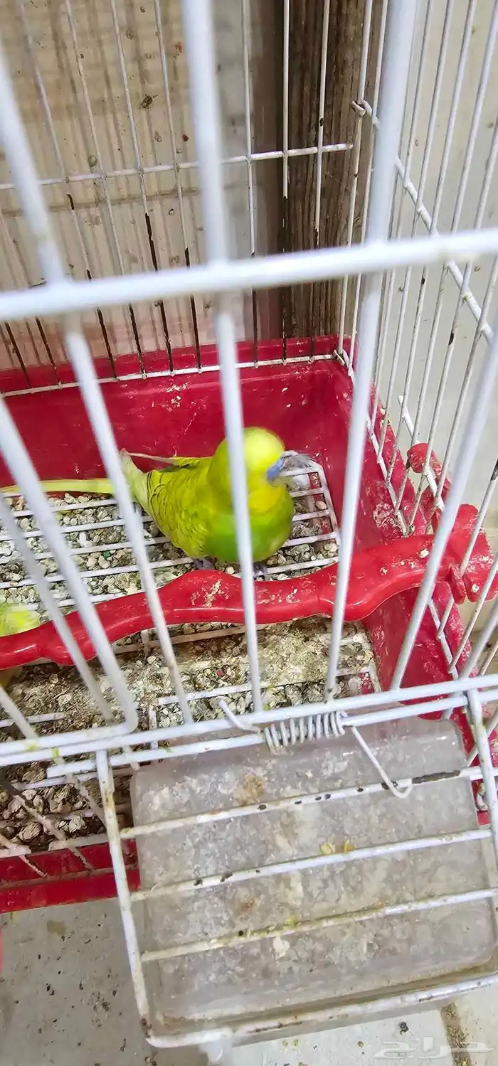 جوز بادجي مع انتاجه 3