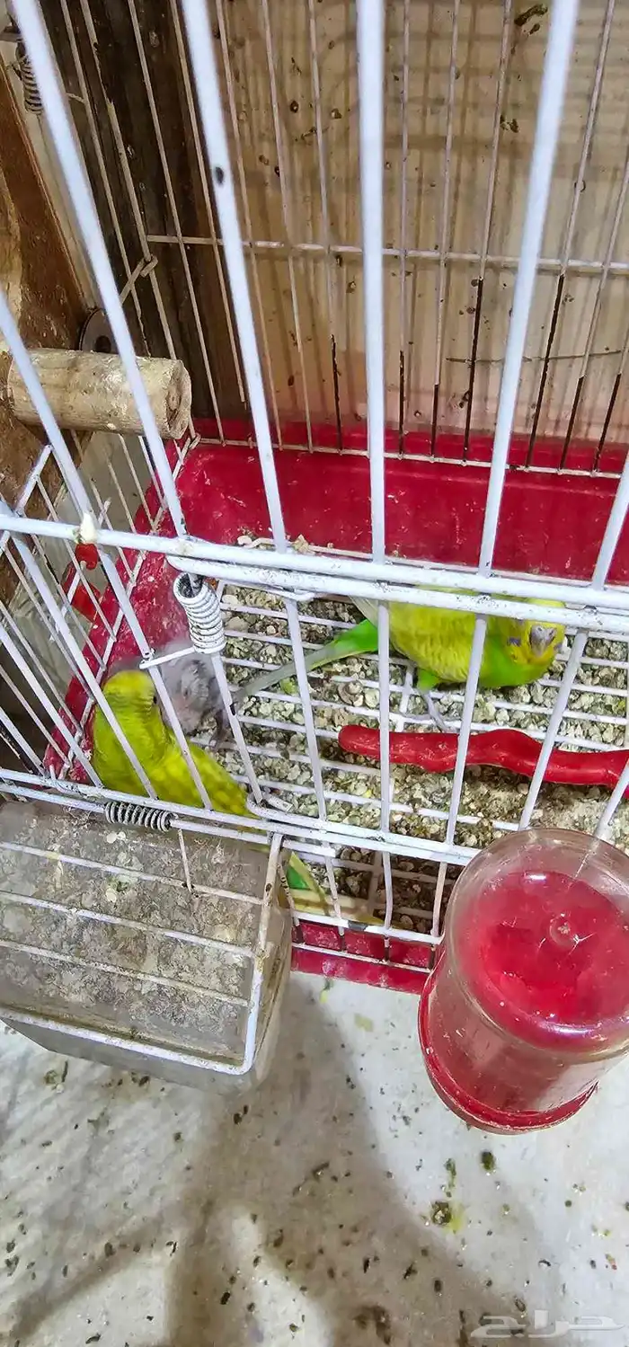 جوز بادجي مع انتاجه 1