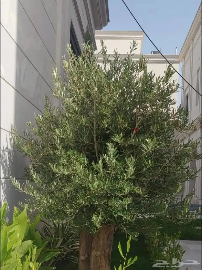 شجر زيتون معمر ومفرع 4