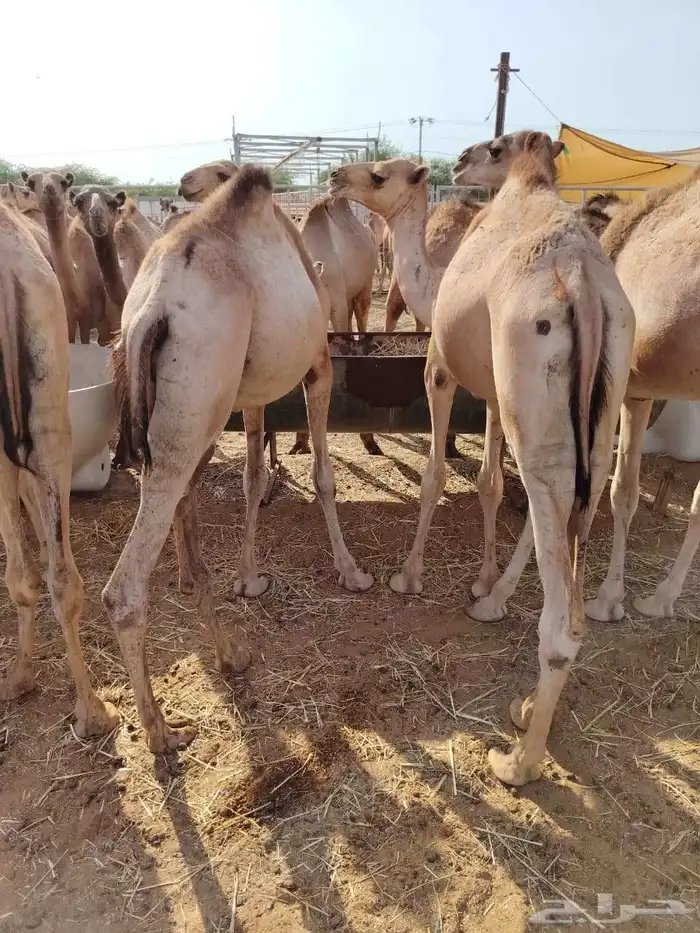 تيوس جذعان وقعدان صومالية مرابي 4