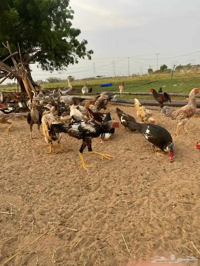 ديوك مهجن كويتي العدد تقريبا  حدود 15 3