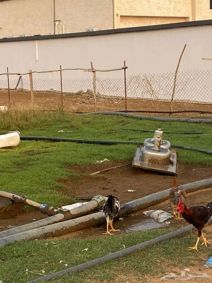 ديوك مهجن كويتي العدد تقريبا  حدود 15 0