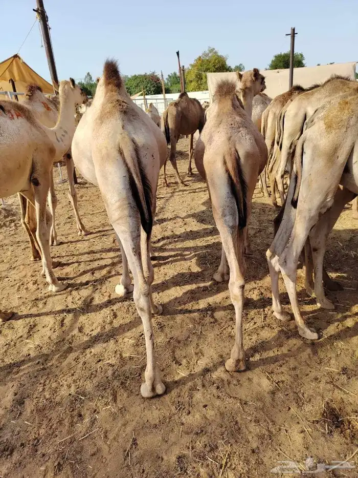 تيوس جذعان وقعدان صومالية مرابي 3