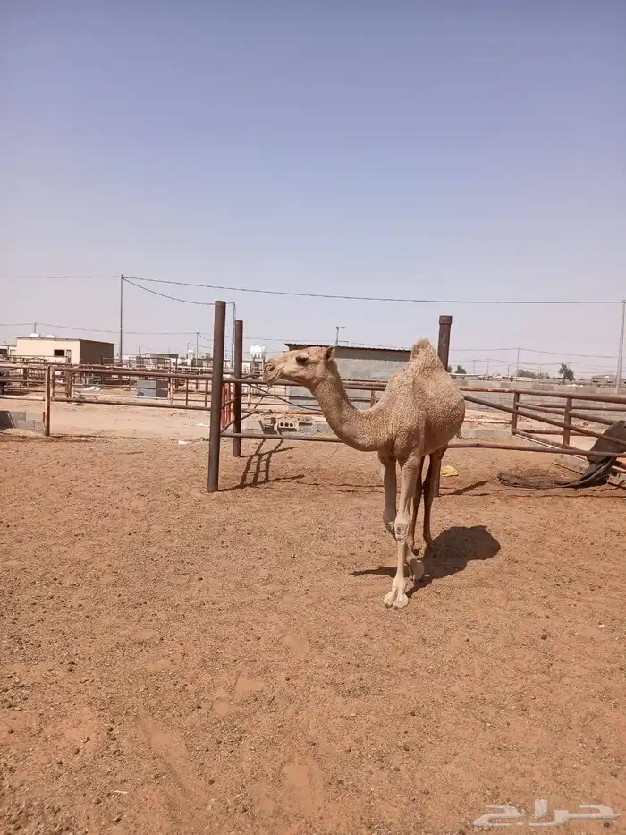 لأصحاب النظر والزين بكرة شعلا عونية 1