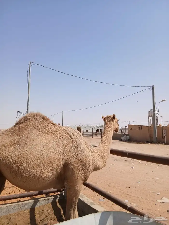لأصحاب النظر والزين بكرة شعلا عونية 4