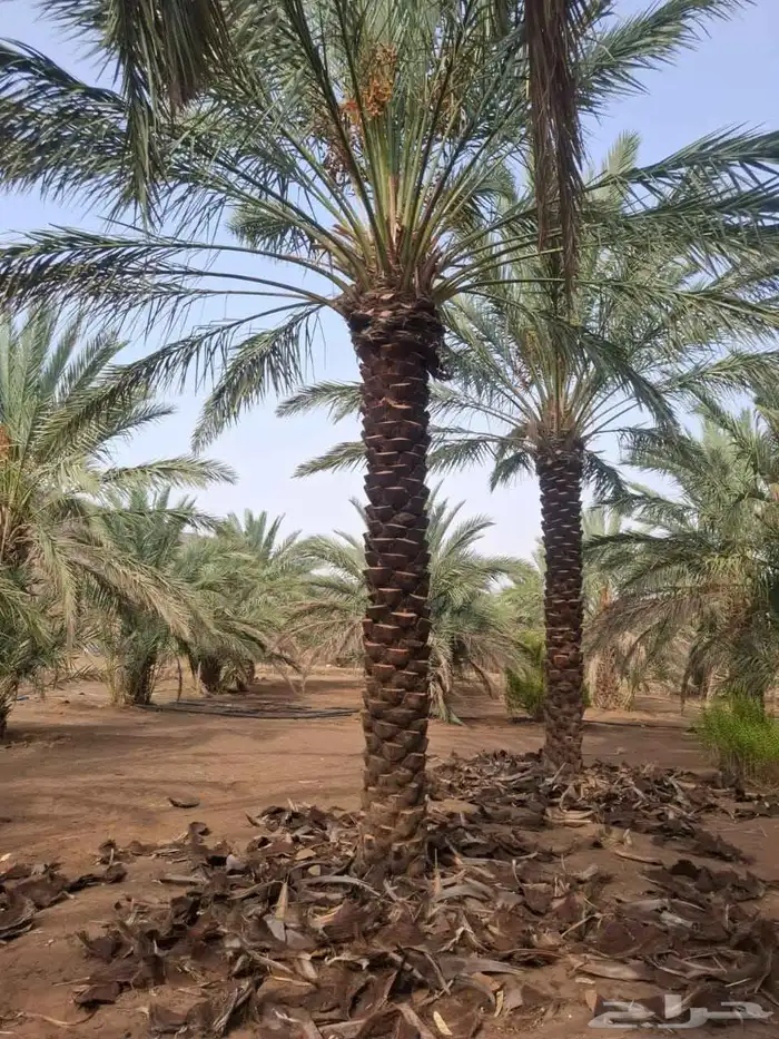 نخل للبيع بجميع انوعه ومقاساته جده مكه 0