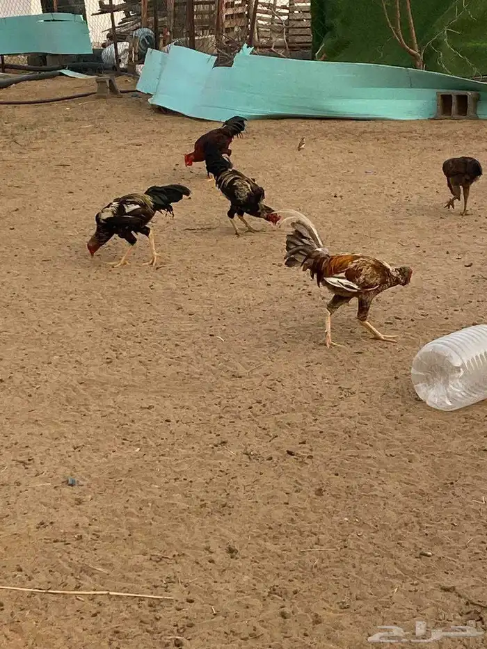 ديوك مهجن كويتي العدد تقريبا  حدود 15 7