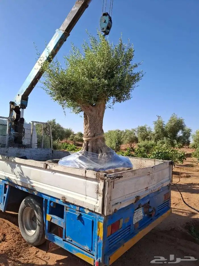 شجر زيتون معمر ومفرع 5