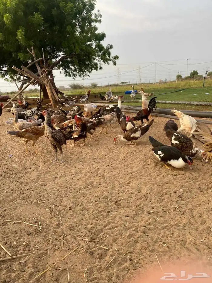 ديوك مهجن كويتي العدد تقريبا  حدود 15 5