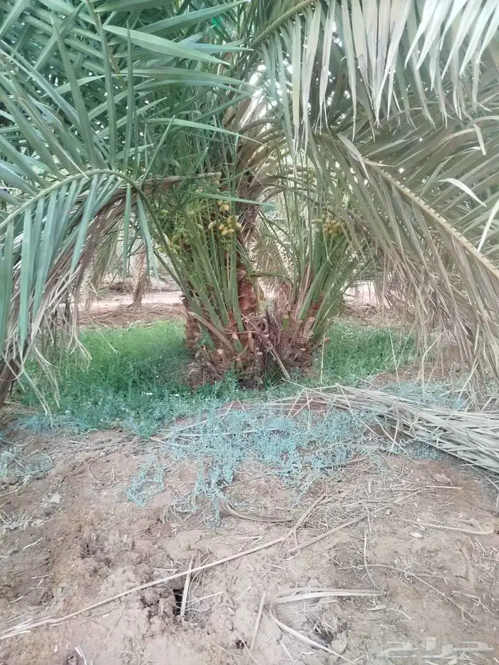 يوجد لدينا فسائل برني للبيع في الحجر للكميات الكبيرة 7
