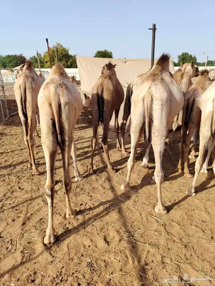 تيوس جذعان وقعدان صومالية مرابي 7