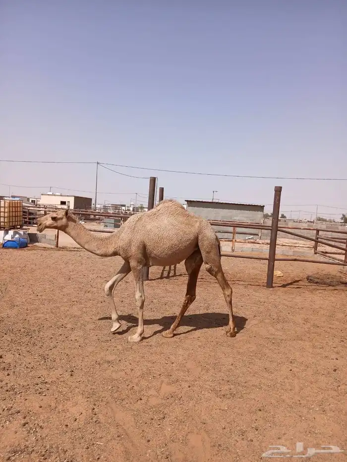 لأصحاب النظر والزين بكرة شعلا عونية 2
