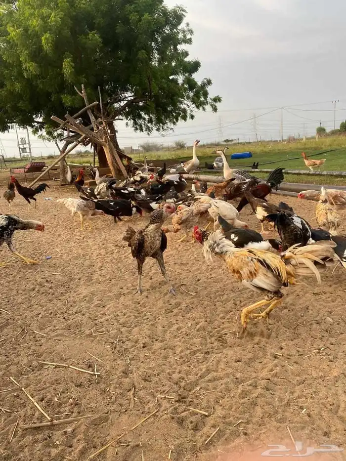 ديوك مهجن كويتي العدد تقريبا  حدود 15 6