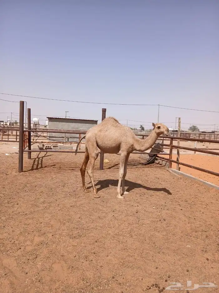 لأصحاب النظر والزين بكرة شعلا عونية 3