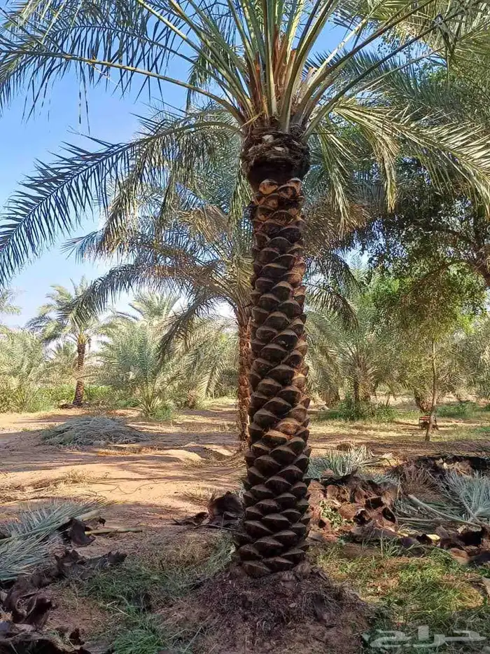للبيع جميع انواع انخيل 3