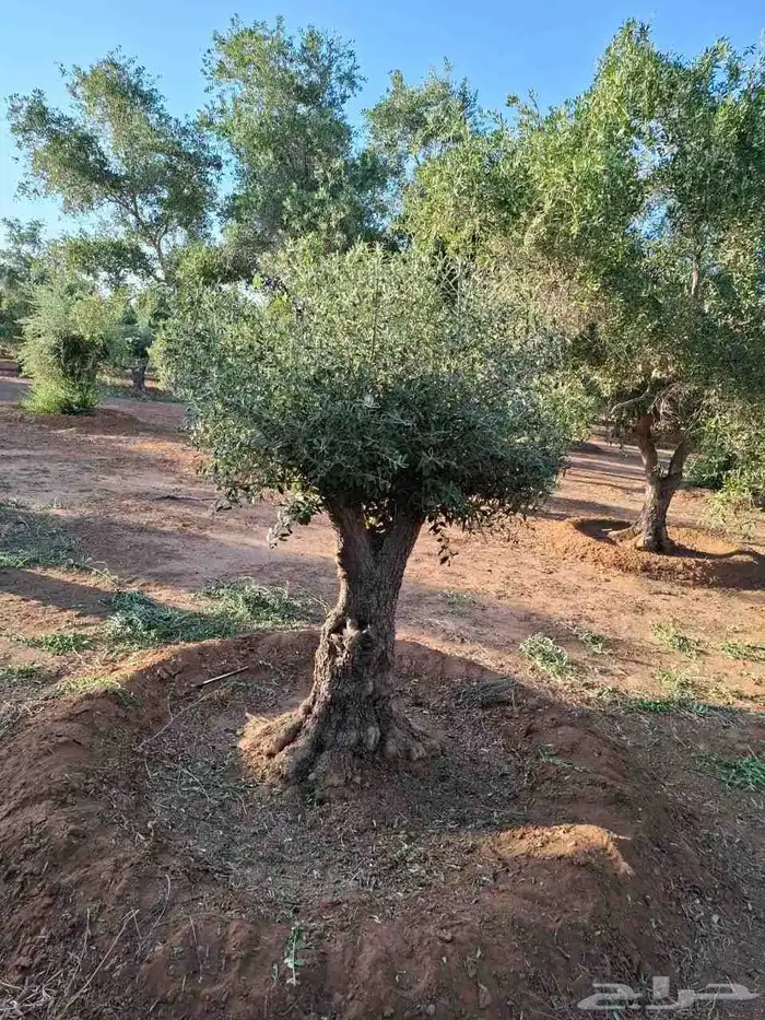 شجر زيتون قزم 2