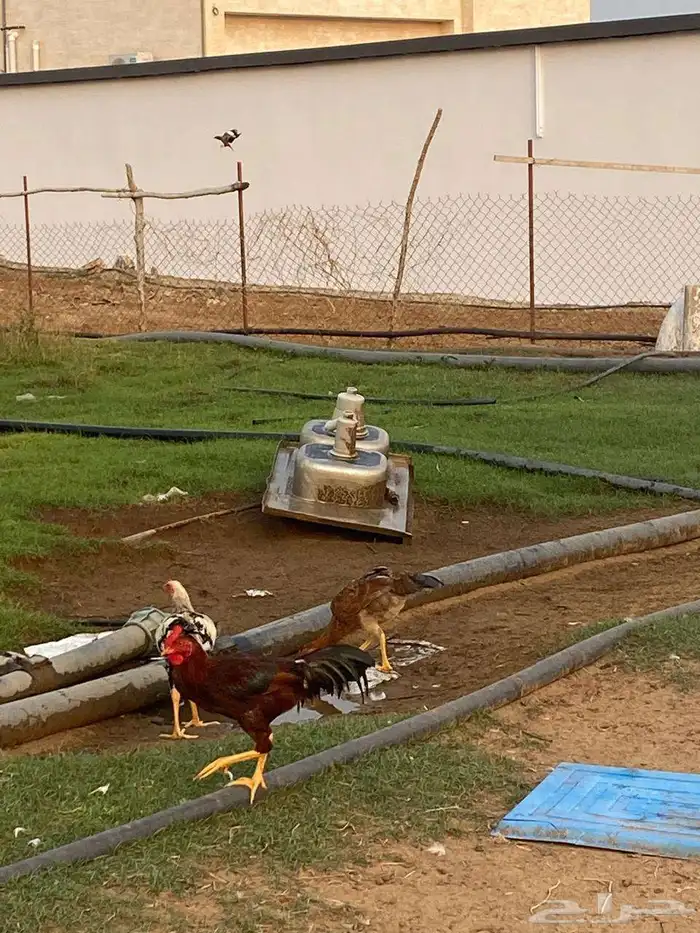 ديوك مهجن كويتي العدد تقريبا  حدود 15 2