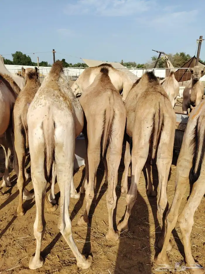 تيوس جذعان وقعدان صومالية مرابي 8