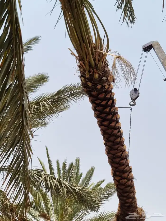 نخل للبيع بجميع انوعه ومقاساته جده مكه 1